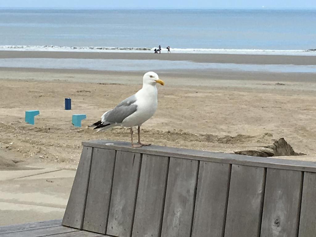 't Strandhuys En De Vuurtoren, Met Eigen Keuken, Zonnig Terras Nabij Dorp, Duinen En Strand, Incl Verwarmd Binnen Zwembad *